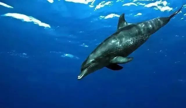 全球top是什么意思啊,全球top的作品