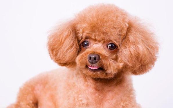 如果你想养动物怎么养,如果你想养宠物怎么办