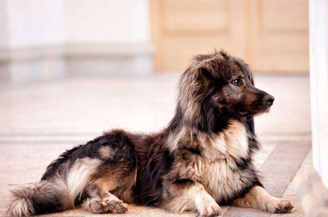 一只被遗弃的小猫在这里乞讨,一只被遗弃的小狗终日流浪在街头