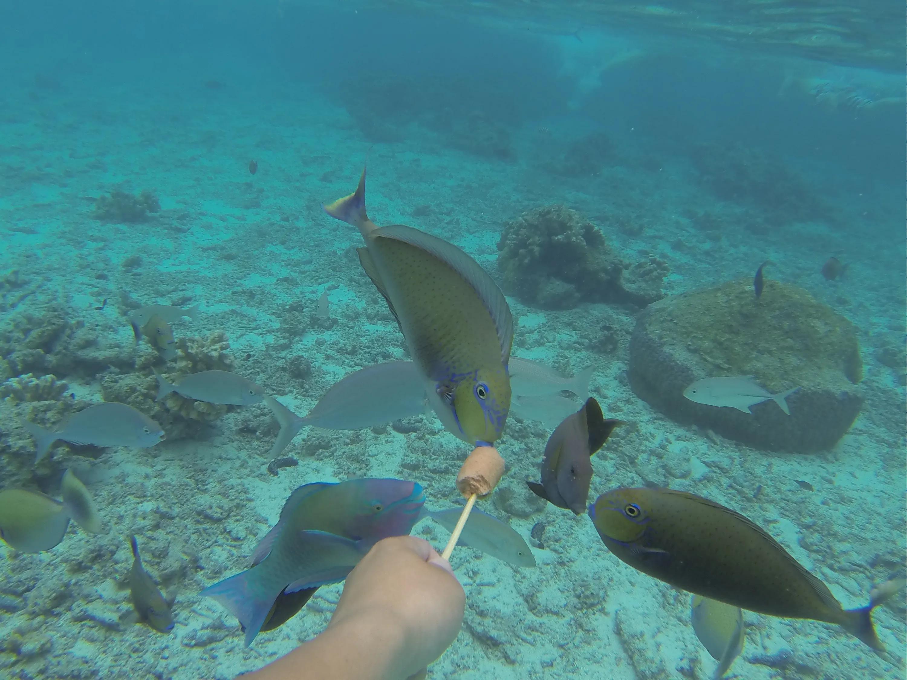 塞班水晶湾浮潜和军舰岛浮潜,塞班七彩海水