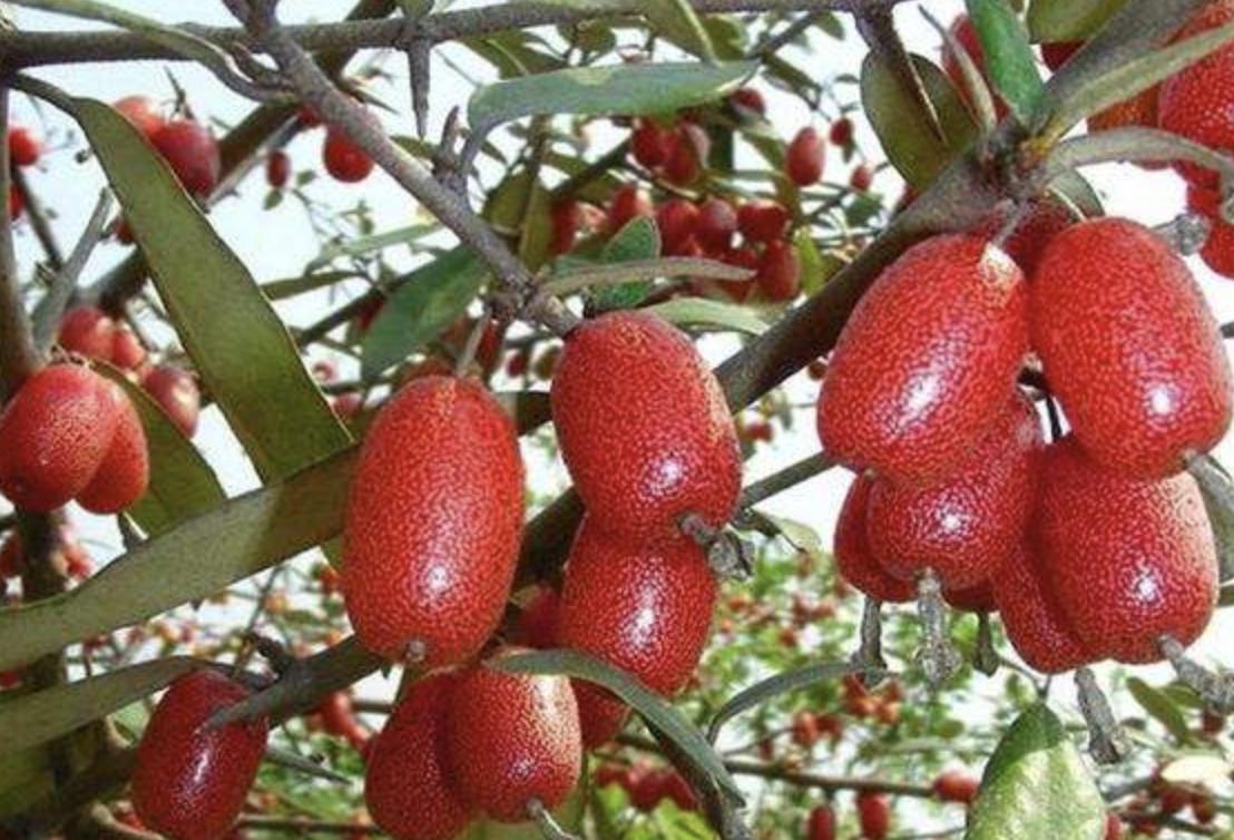 农村山谷下,有1种“羊奶果”,远处看像“西红柿”,珍贵,值钱