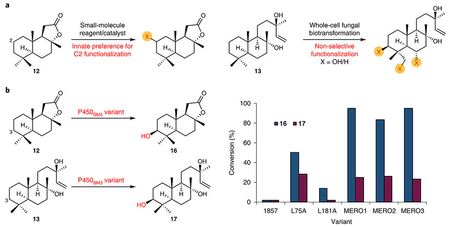 生物合成和定向催化合成,生物合成反应和分解反应解析