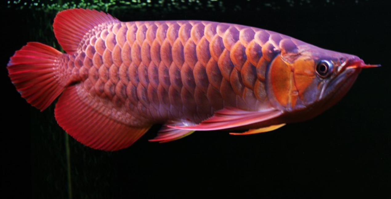 怎么饲养金龙鱼,金龙鱼的正确饲养方法