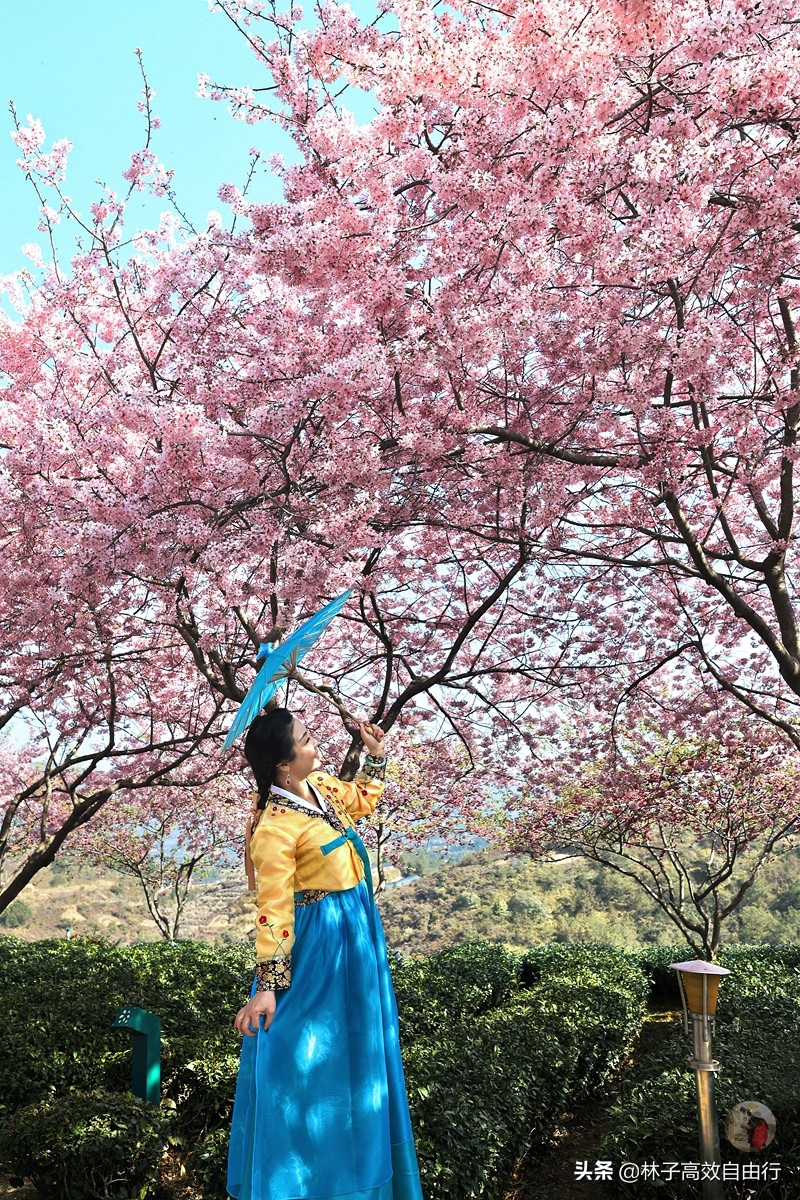 千亩茶山，十里樱花，永福樱花正值颜值巅峰，看完这篇绝不踩坑