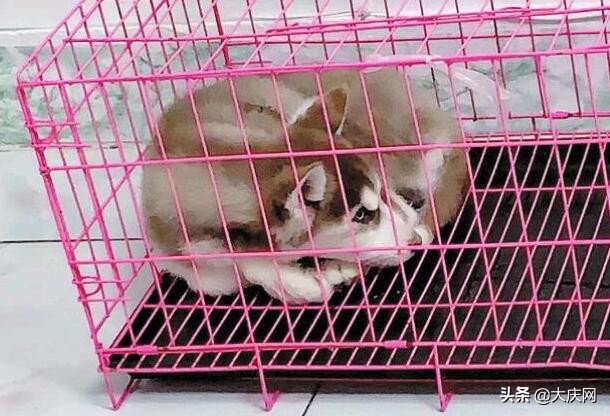 吐虫子狗狗,宠物店刚买回来的狗死了