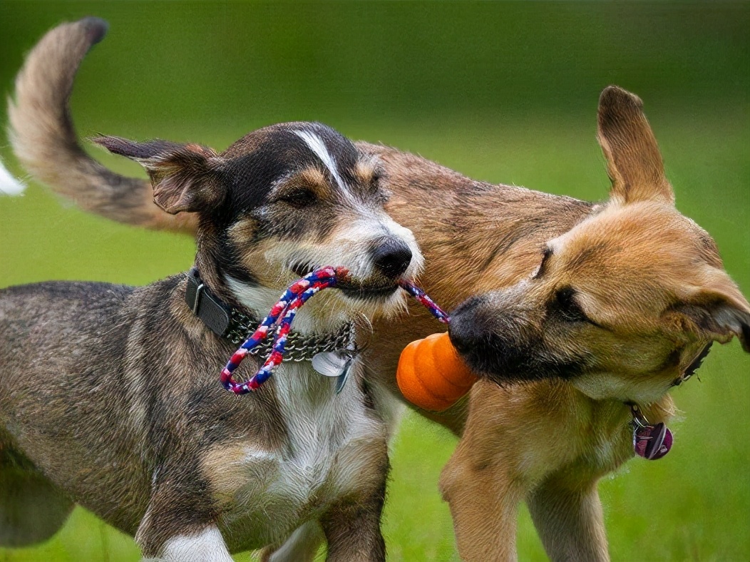 戈赞宠物,戈赞养宠物视频大全