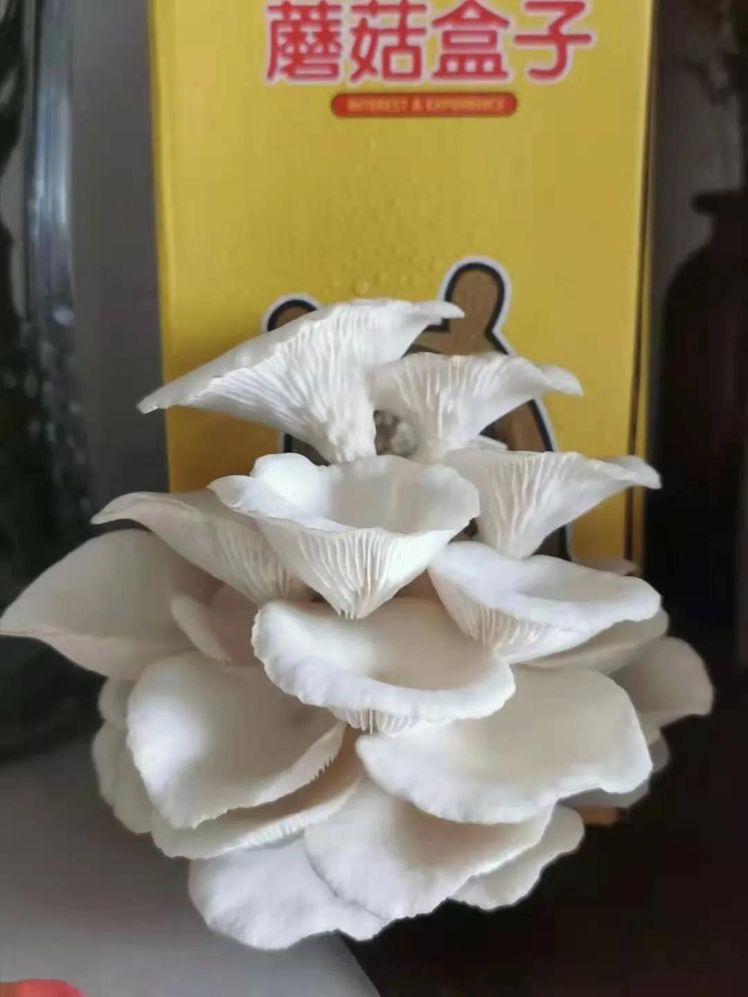 适合懒人家庭种菜100种,家里种菜这3种就够了