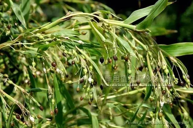 每天一味中药陈皮,每天一味中药沙苑子