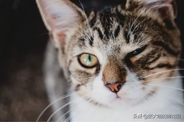 猫咪一听到鞭炮声就会害怕，春节怎么过？聪明的铲屎官都会这样做