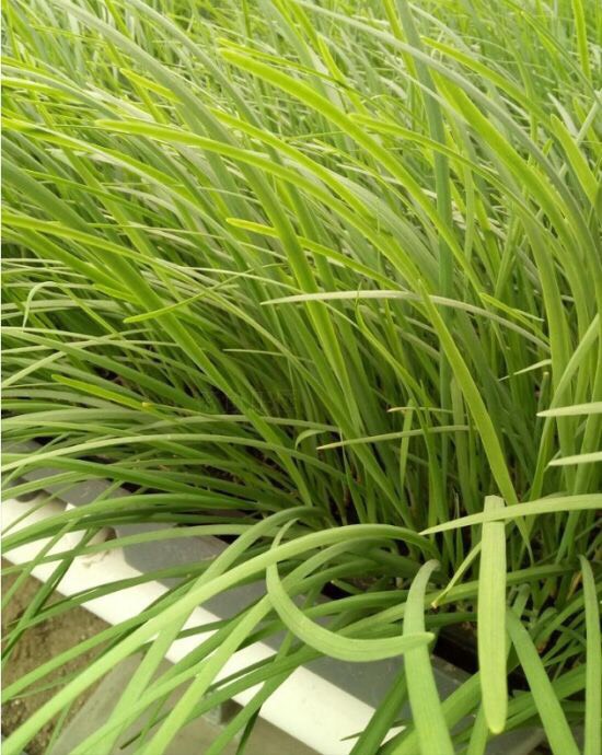 家庭种植蔬菜无土栽培韭菜,家里种植韭菜的步骤和方法