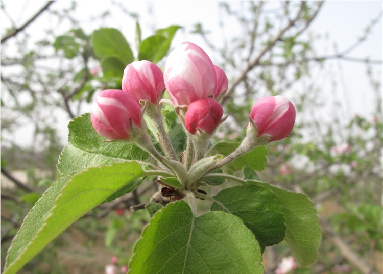 苹果树矮化栽培技术视频讲解,苹果树矮化技术