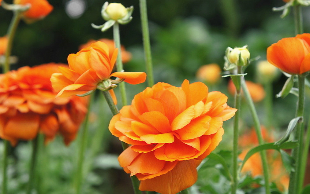 八字伤官官星两旺会发生什么,八字中伤官有什么特征