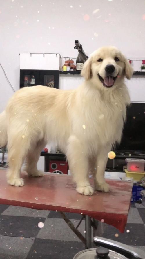 国内顶级金毛犬舍排名,金毛冠军犬舍