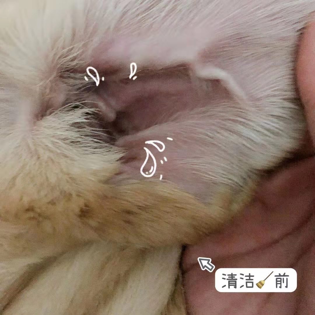 猫狗耳螨土方法怎么治,猫狗去耳螨洗耳液
