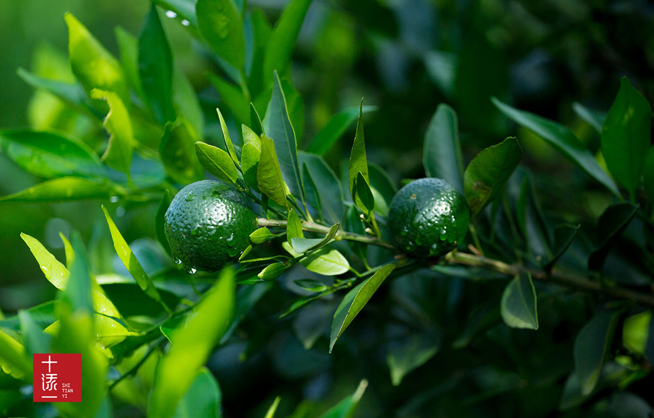 真假小青柑的鉴别方法,如何分辨真假新会小青柑