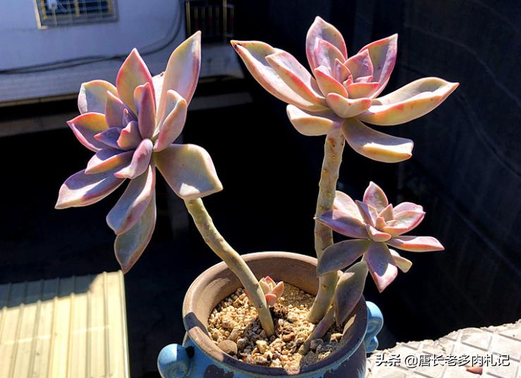 雾里看花——韩国初恋和韩彩莲身世成谜,它们会是同一种多肉吗?