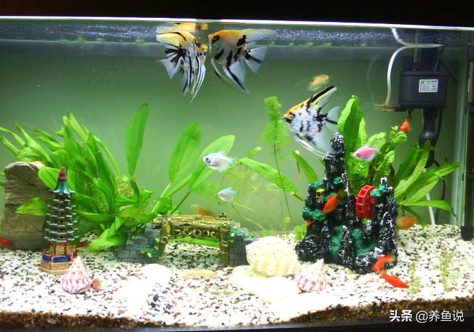 观赏鱼死掉的原因有哪些,观赏鱼入缸就死怎么回事