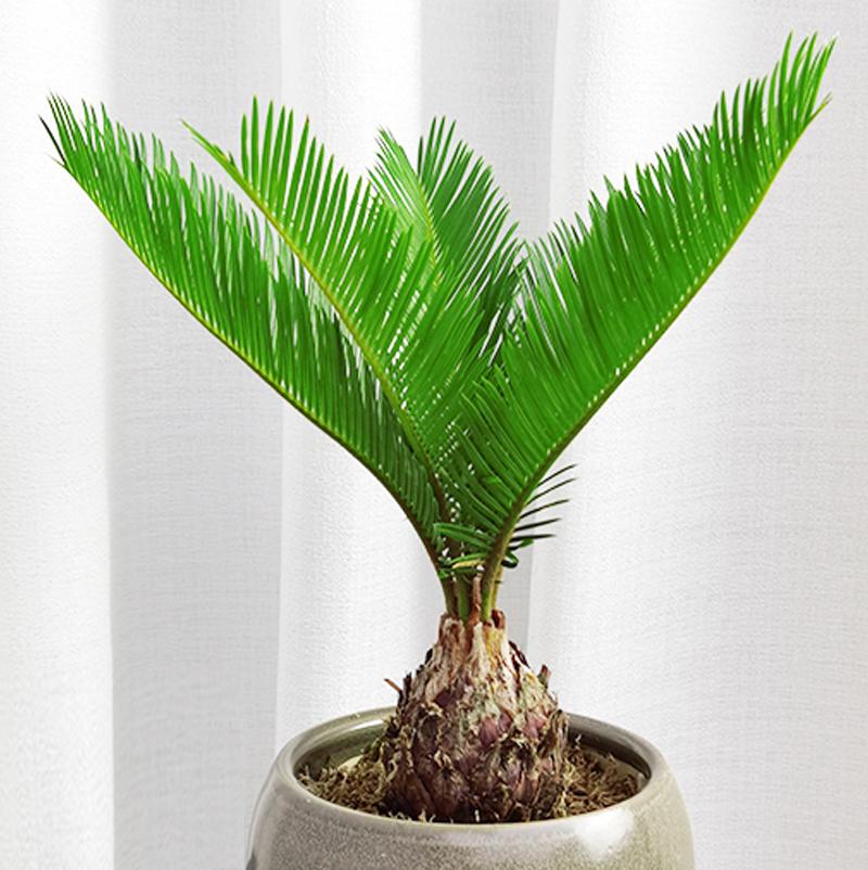 苏铁叶子特点,苏铁叶绿色怎么养