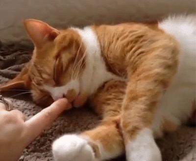 养猫对人体健康有什么好处,家里养猫究竟好处多还是坏处多