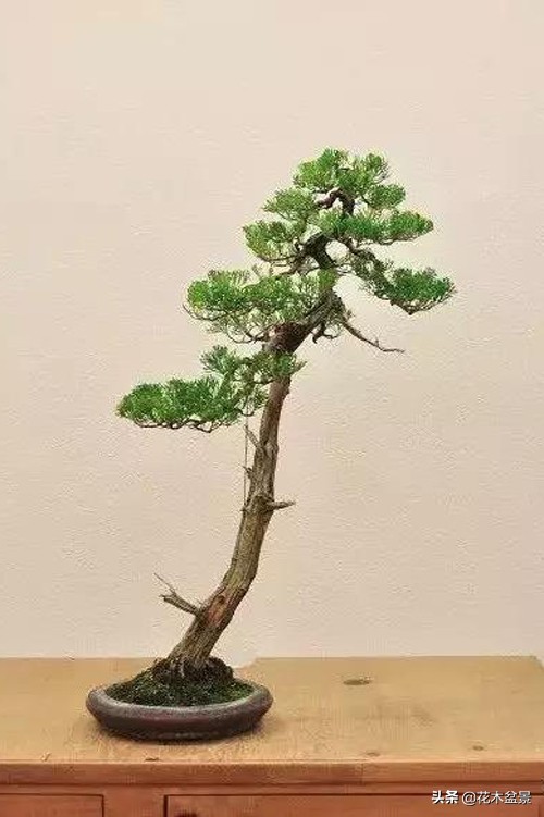 文人树盆景，宣泄一种情绪，吐露一种幽愤