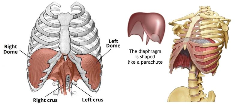 肋骨外翻治不了,练核心可以修正肋骨外翻吗