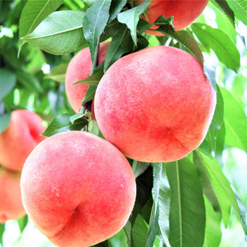 桃树杆上的桑白介壳虫什么时候治,春季桃树介壳虫防治