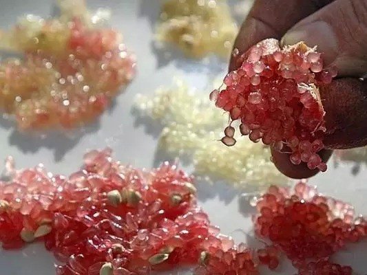 缅甸十大名贵水果,十大名贵水果有哪些