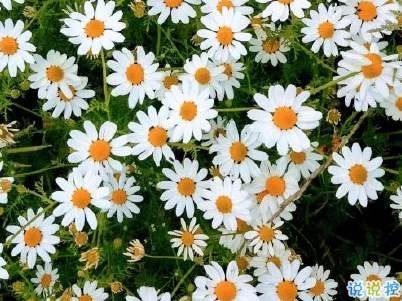 疫情挡不住春天温情,疫情挡不住温情怒放的生命