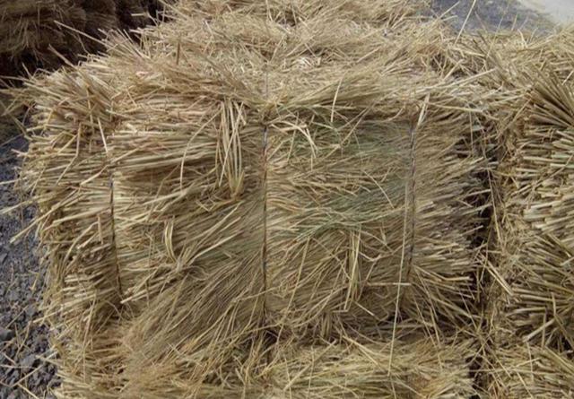 蘑菇菌包种植方法和步骤,稻草蘑菇菌包种植制作教程