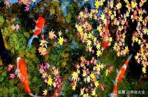 锦鲤春夏养秋冬赏,谈谈锦鲤的春夏秋冬那些事