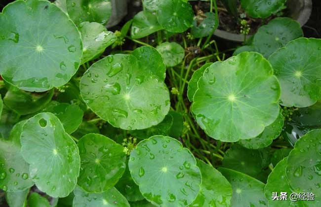 盆栽金钱草怎么养殖,盆栽金钱草的钩法