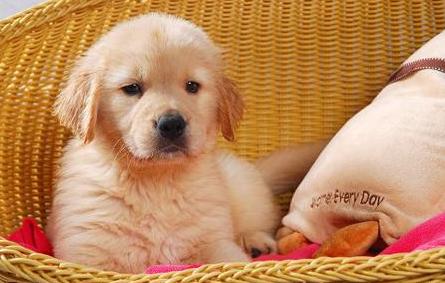 金毛每个阶段的喂食量是多少,金毛各个阶段狗粮吃多少