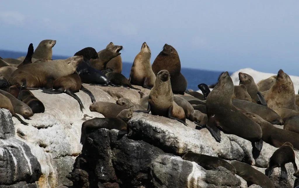 霍尊钟爱的海狗丸，真的能大补吗？