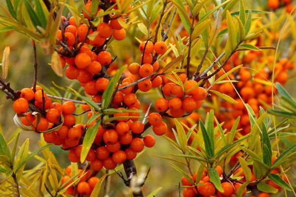 沙棘籽油的功效与作用喝法,沙棘籽油的功效与作用有哪些