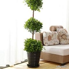 每日一花（二十九）摇钱树