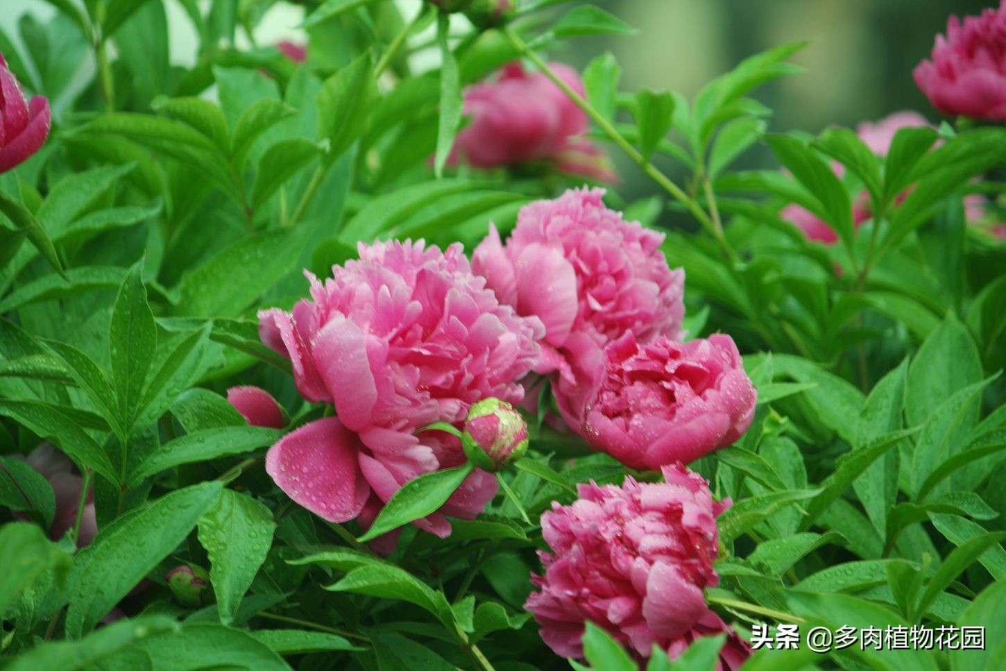 牡丹和芍药花开花期怕冻吗,芍药如何养才能开花