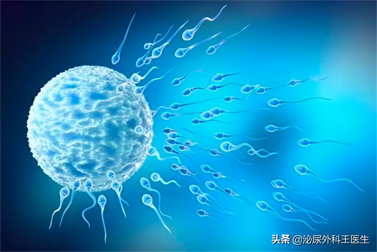 男性一生只能产生多少精子,男性一辈子精子只有4000毫升