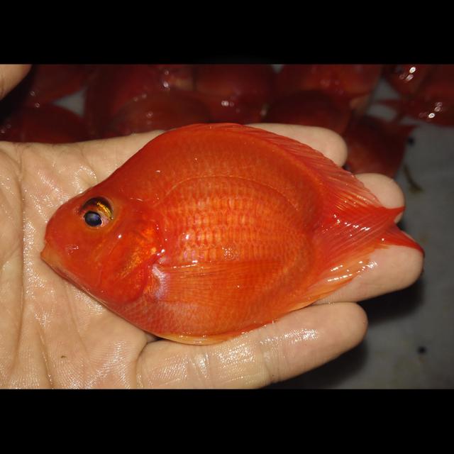 鹦鹉鱼和发财鱼打架,发财鱼鹦鹉鱼混养吗