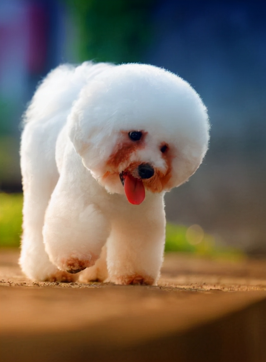 你睡着时狗狗会干什么,比熊犬一旦有这些举动