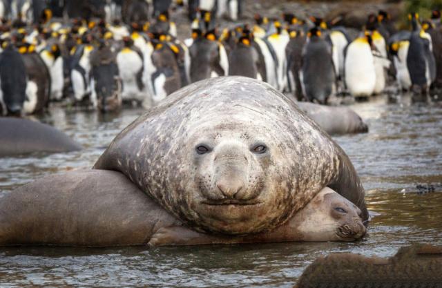 动物体形太大糗事多，海豹小媳妇被压出血，斑鬣狗洞房仅8秒