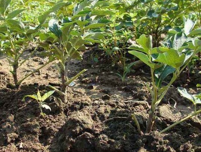 种牡丹花的方法,种牡丹花的材料