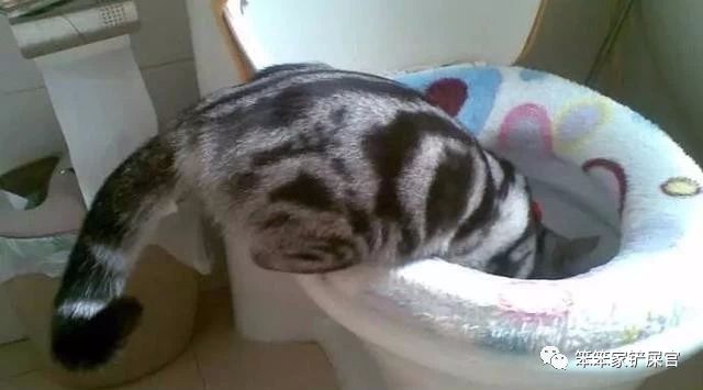 猫咪又吐又拉怎么治疗,猫咪又拉又吐拉水了怎么办