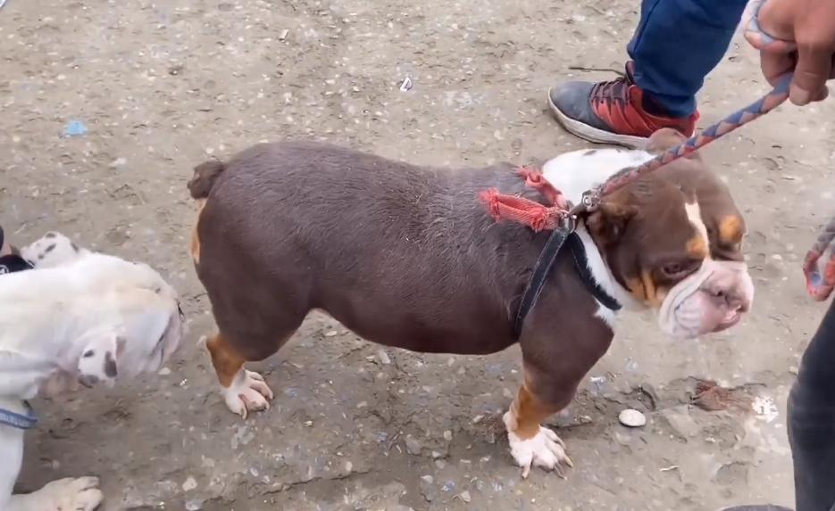 河南:5年前17万买的英牛,如今沦落到狗市,网友:3000都嫌贵