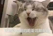 石头创业,石头创业项目