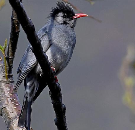 广东常见鸟类图谱和名称图文,东江揽胜鸟类