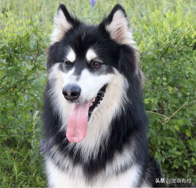 阿拉斯加雪橇犬智商排名,阿拉斯加犬智商高吗