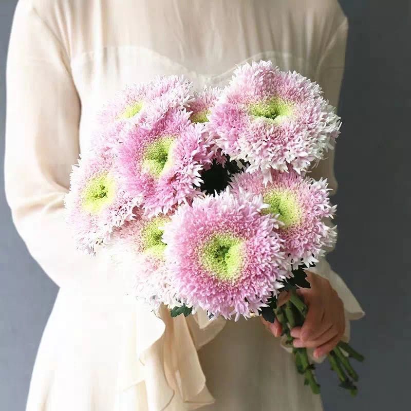 泰迪向日葵菊花,泰迪向日葵和玫瑰