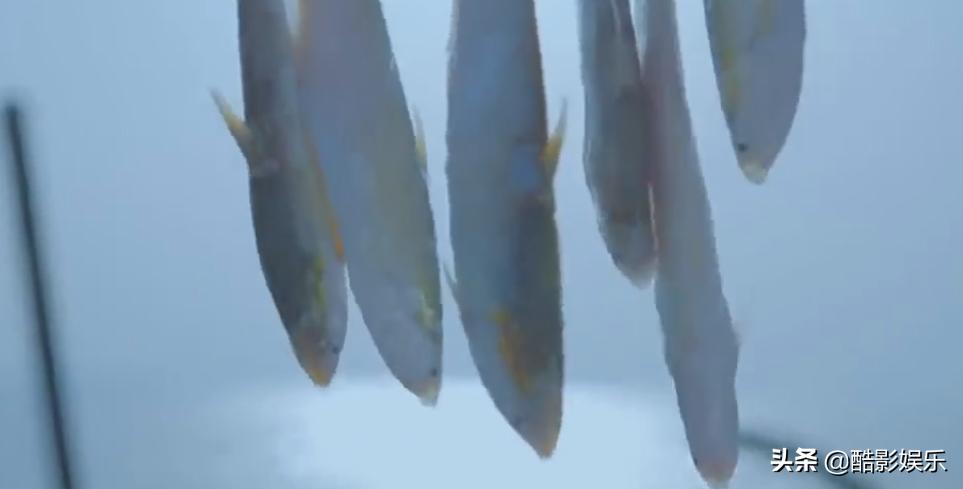 长江第一鲜长江刀鱼,几千一斤的刀鱼