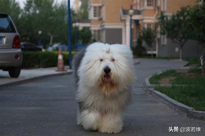 我家小狗两个月怎么爱咬人呢,宠物小狗咬人