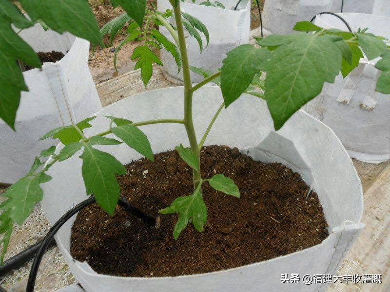 微喷注意事项,微喷带怎么使用